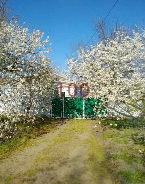 Хутор тысячный экспериментальный проезд. Хуторвербовыйгулькевическийрайон. Посёлок кубанский краснодарский. Хутор тысячный. Гречишкинские поминовения.