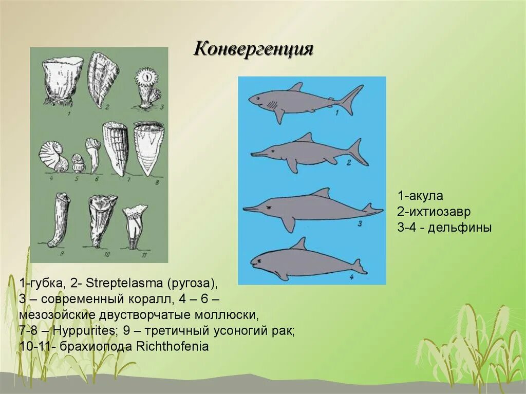 Конвергенция. Конвергенция и дивергенция ЕГЭ. Конвергенция акула Ихтиозавр Дельфин. Дивергенция конвергенция параллелизм.