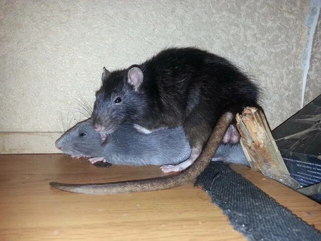 5 крыс. Крыска Лариска