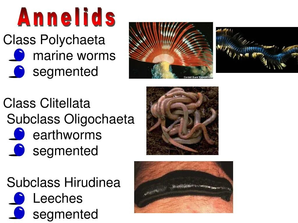 Annelids мод