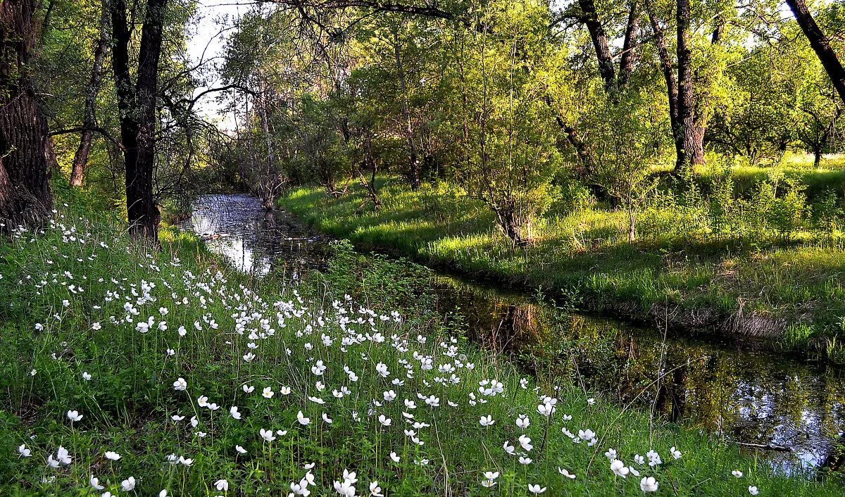Весенняя проталинка левитана. Март природа. Подснежники оленьи ручьи. Приход весны. Весенние фото.
