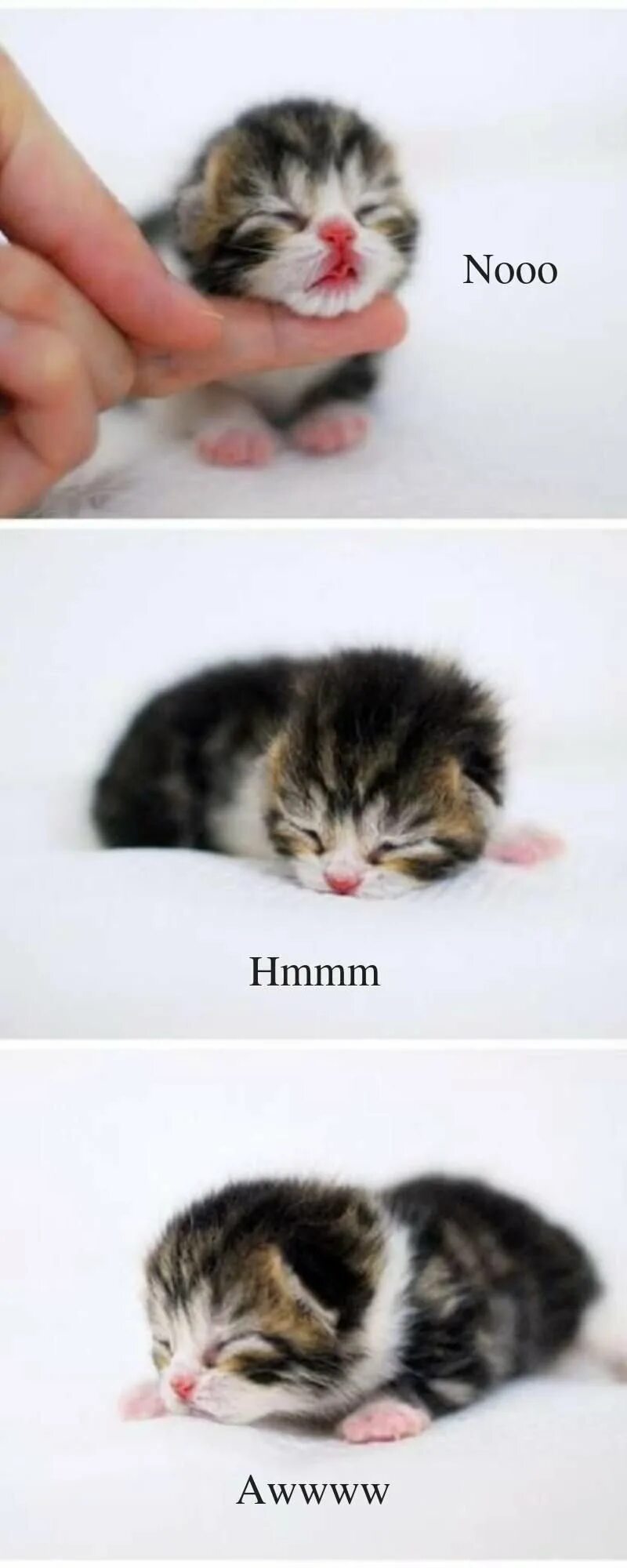 Маленьких котят побыстрее. Маленький котенок. Самые маленькие и милые котята. Крохотный котенок. Самая маленькая кошечка.