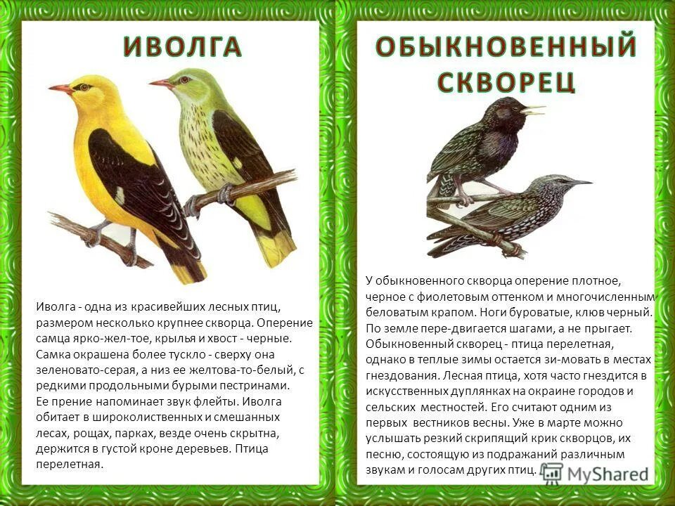 самка снегиря описание. описание снегиря. сравнить размер и цвет оперения известных птиц. снегирь презентация для детей. снегирь птица описание.
