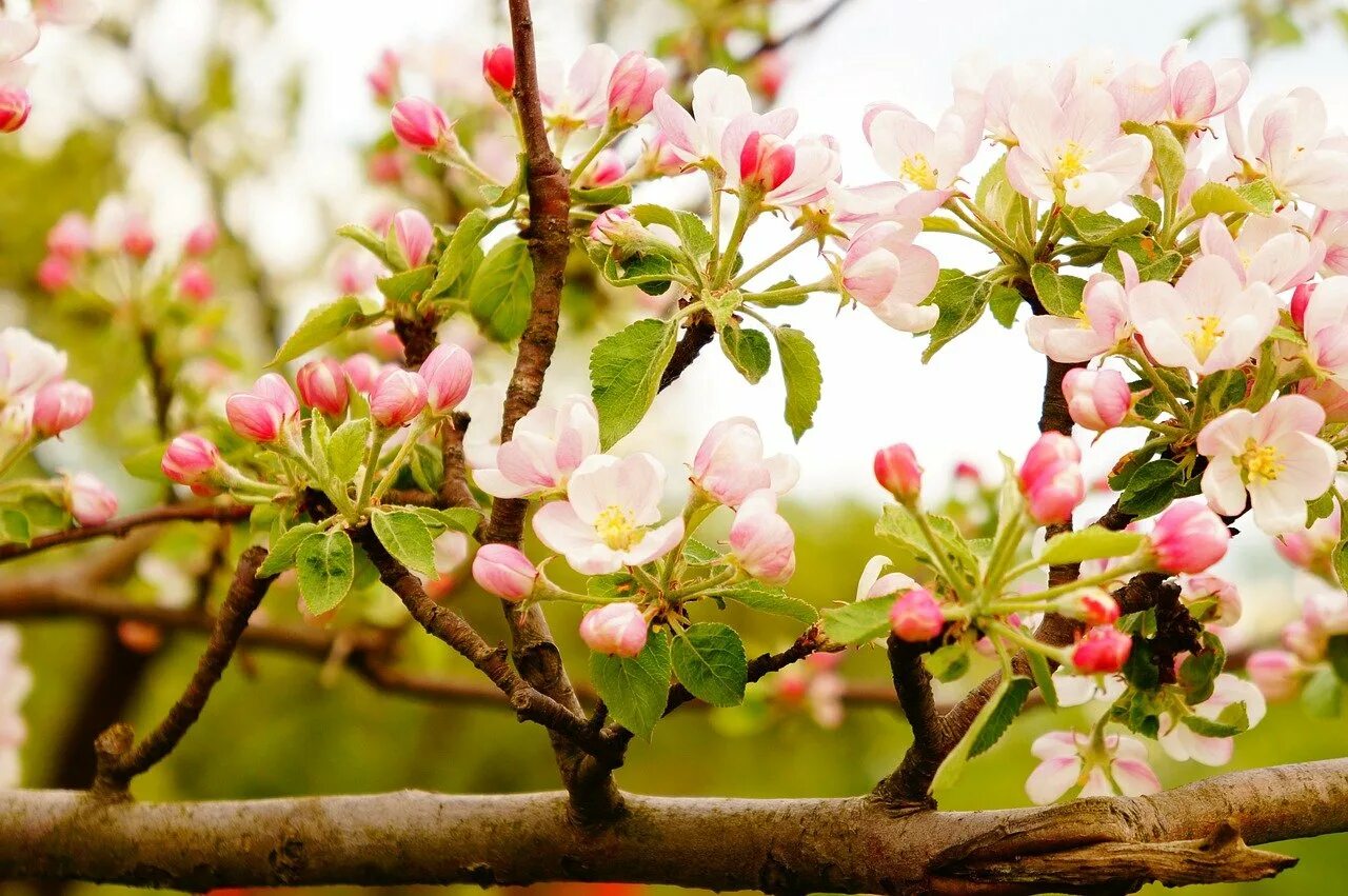 Цвета ли яблони. Яблоня Сиверса цветение. Яблоня Сиверса цветет весной. Яблоня Сибирская цветение. Яблоневый цвет Malus.