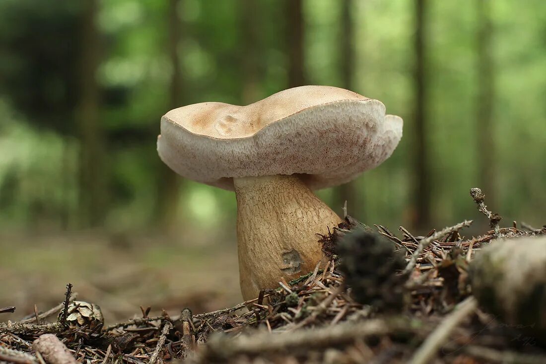 Желчный гриб и другие. Желчный гриб горчак. Горчак, ложный белый гриб. Tylopilus felleus. Ложный Боровик, желчный гриб.