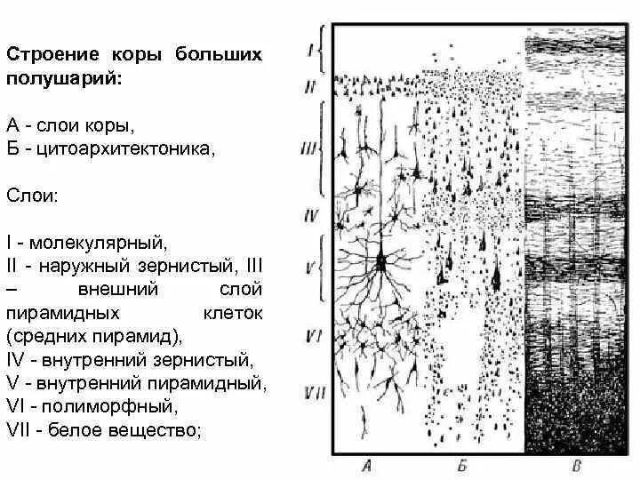 Слои коры больших полушарий головного мозга. Слой коры больших полушарий головного мозга. Строение коры головного мозга анатомия. Миелоархитектоника коры больших полушарий головного мозга. Функции слоев коры больших полушарий.