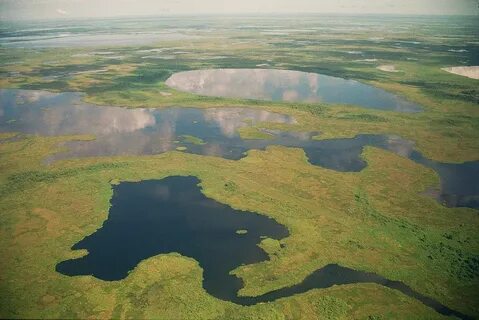 Самые крупные болота в мире