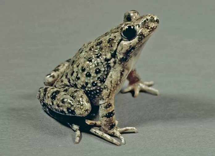 Кавказская крестовка (pelodytes caucasicus). Кавказская (колхидская) жаба. Кавказская крестовка (pelodytes caucasicus). Крестовки земноводные. Кавказская (колхидская) жаба.