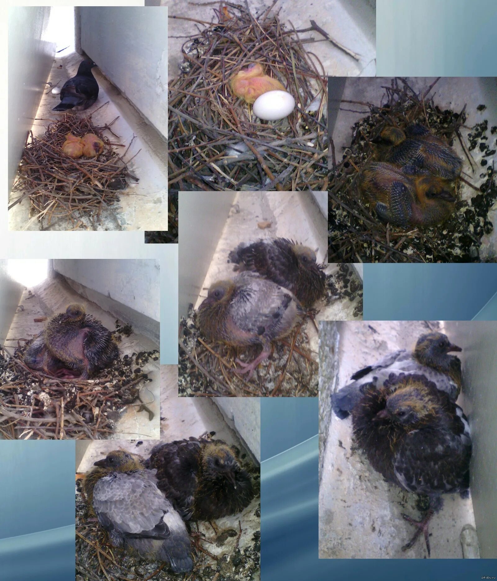 Развития голубей. Птенец сизого голубя. Маленькие голубята птенцы. Развития голубей. Развития голубей.