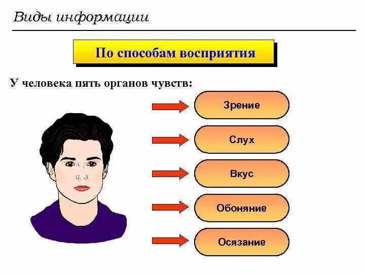 Органы чувств воспринимают информацию. Виды информации. Восприятие информации человеком. Типы восприятия информации человеком. Способы восприятия информации человеком.