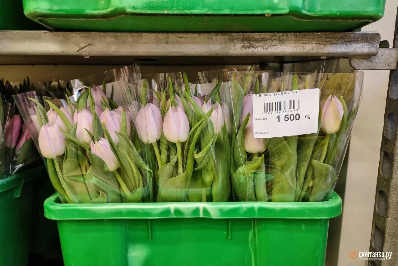 картинка 5 тюльпанов для прайса. сколько 1 тюльпан. луковица тюльпана. тюльпаны в магазине. тюльпан barcelona (1шт.