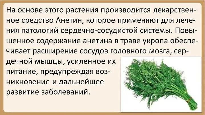 Заваренный укроп от чего помогает. Укроп от высокого давления. Укроп для почек. Семя укропа от давления. Отвар укропа от давления.