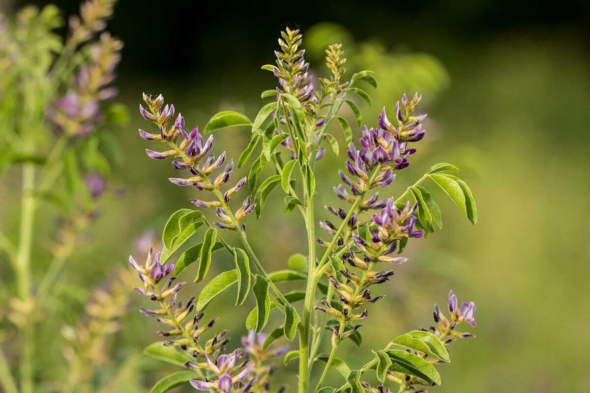 Солодка Уральская (Glycyrrhiza uralensis). Glycyrrhiza glabra корень солодки. Корень солодки, Солодка Уральская, лакричник. Солодка Уральская — Glycyrrhiza uralensis Fisch.. Солодка описание