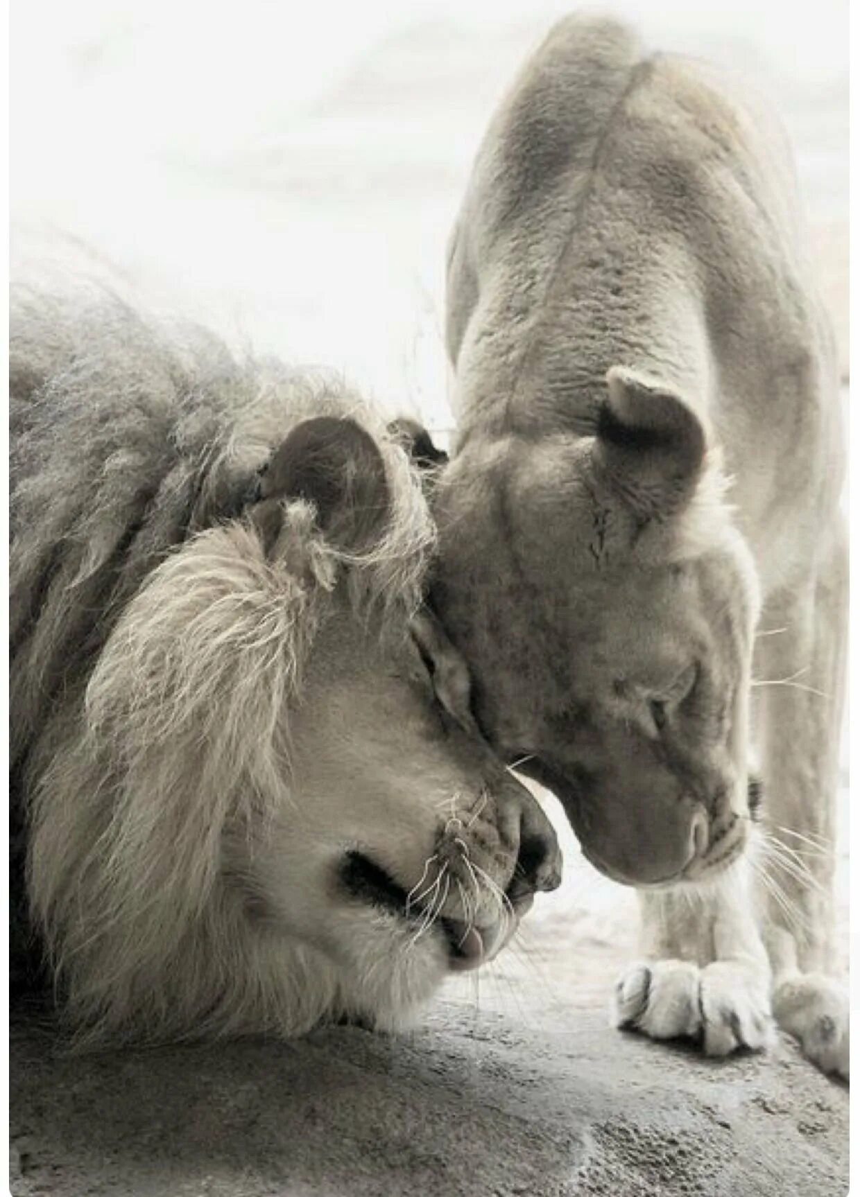 Скучаю лев. Любовь животных. Объятия животных. Львица. Нежность животных.