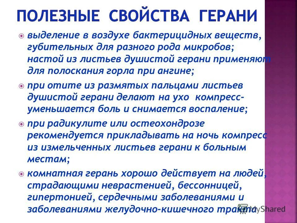 Герань лечебная для ушей. Полезные комнатные цветы герань. Лист герани в ухо. Герань лечебная. Герань душистая мелколистная.