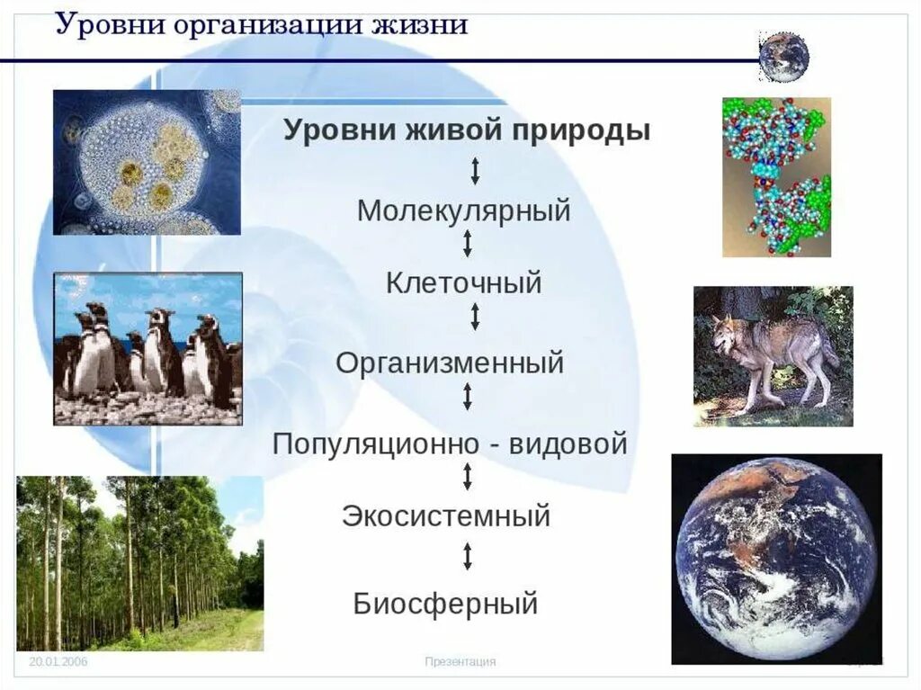 Уровень организации озера. Уровни организации живой материи схема. Уровни организации жизни. Уровни организации живой природы. Уровни жизни организации жизни.