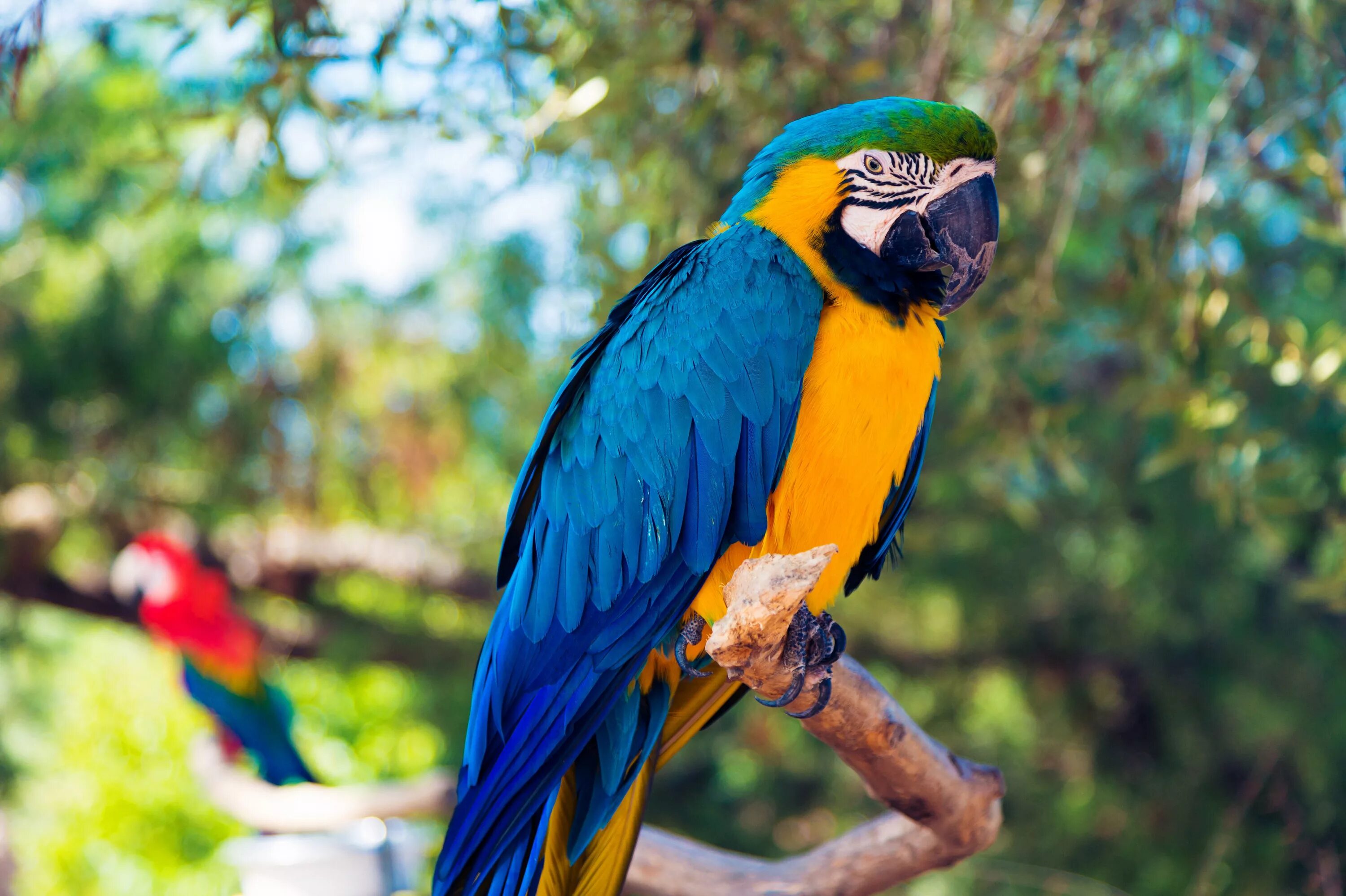 Кто такой попугай. Попугай ара. Попугай ара рост. Сенегальский попугай. Blue Macaw попугай.