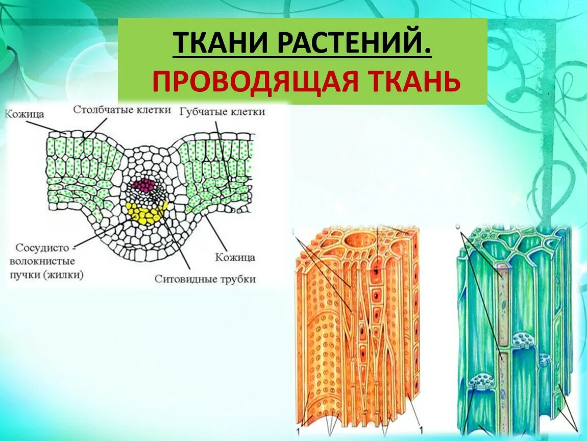 Флоэма ткани растений. Проводящая ткань растений строение. Строение проводящих тканей растений. Ткань растений ситовидные трубки.