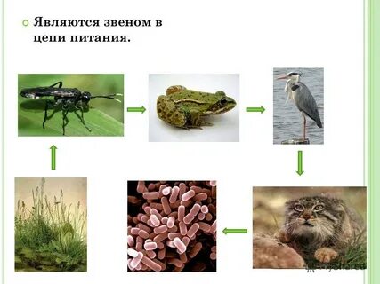Какое звено в цепи питания занимает уж