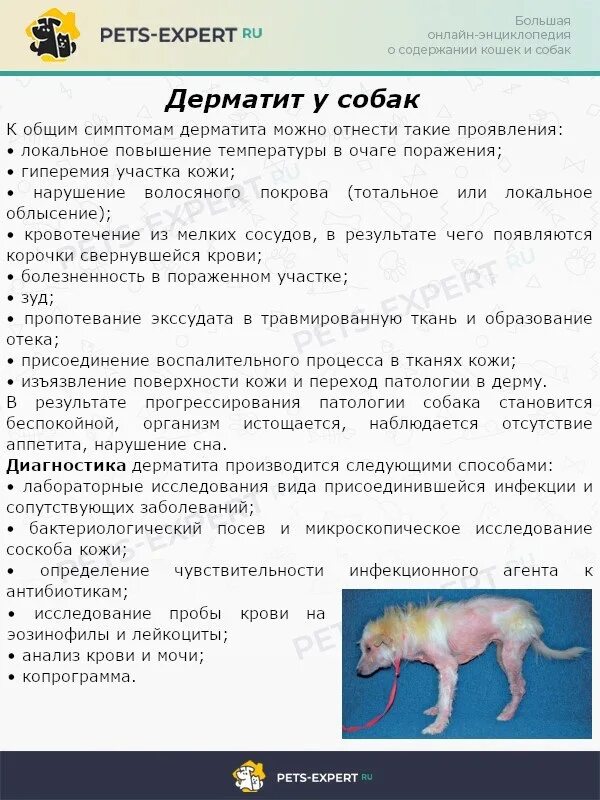 Аллергический дерматит у собак фото лечение дома Rozovy slon, veterinary clinic, Russia, Syzran, Polevaya ulitsa, 22 Yandex Map