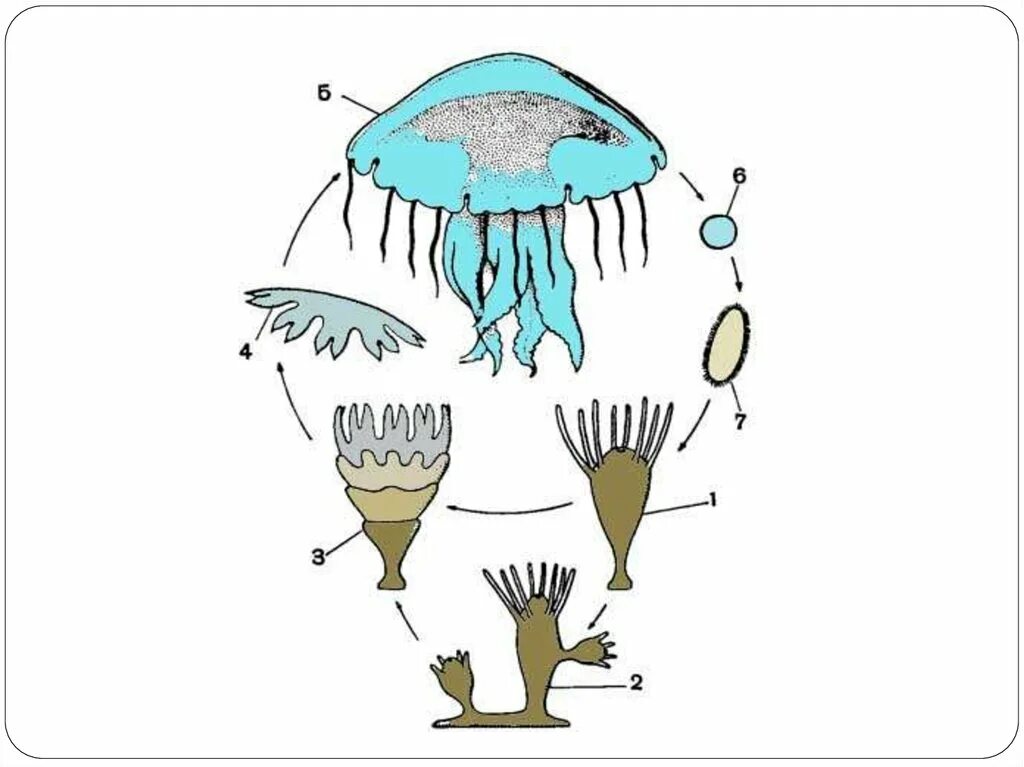 Стадия жизненного цикла медузы. Цикл развития сцифоидной медузы. Жизненный цикл сцифоидных медуз схема. Стадии развития сцифоидных медуз. Цикл развития сцифоидных.