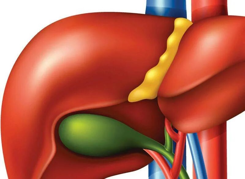 Здоровый желчный пузырь. Желчный пузырь картинка.