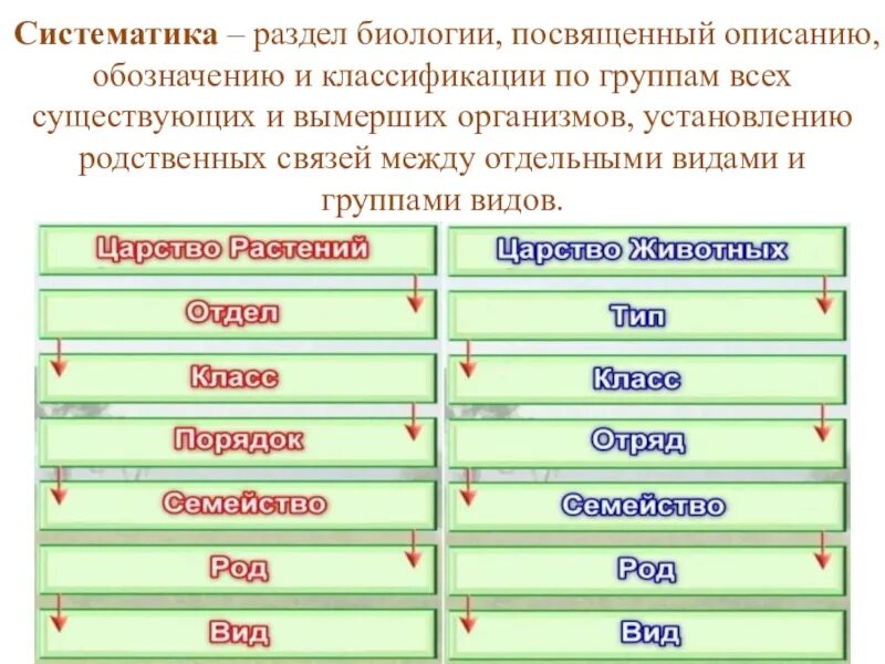 Правильная последовательность систематических категорий