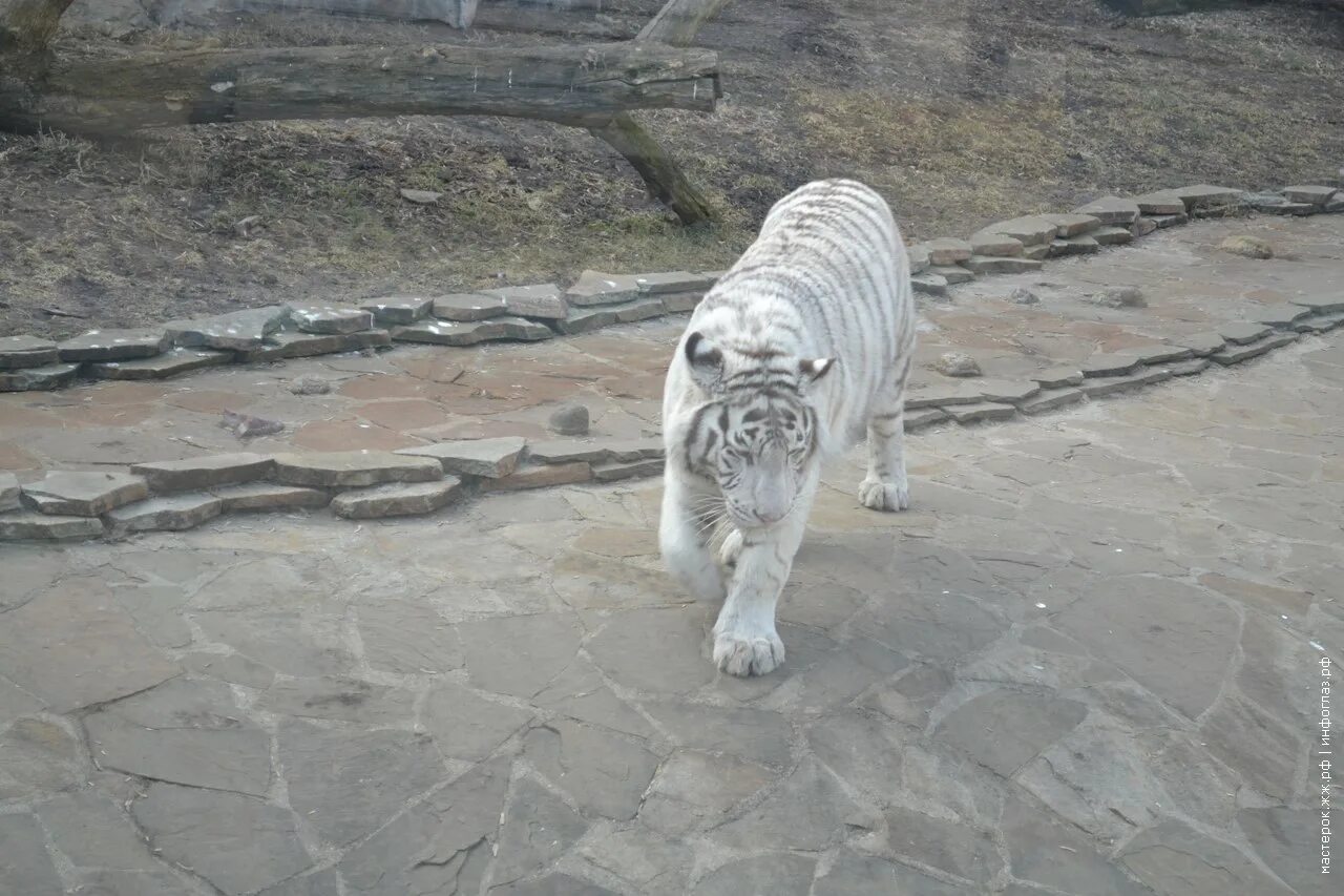 Московский зоопарк в марте. Выдры из московского зоопарка. Зоопарк в марте москва. Московский зоопарк москва. Зоопарк на баррикадной.