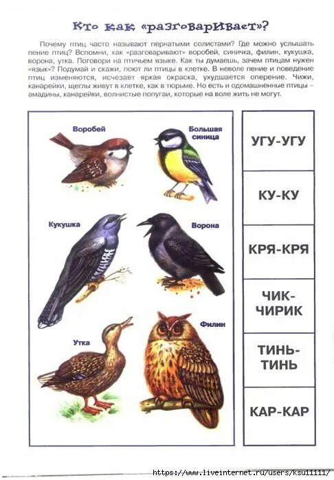 Говорящие птицы названия. Как разговаривают птицы. Как разговаривают птицы для детей. Какие звуки издают птицы для детей. Карточки птицы для дошкольников.