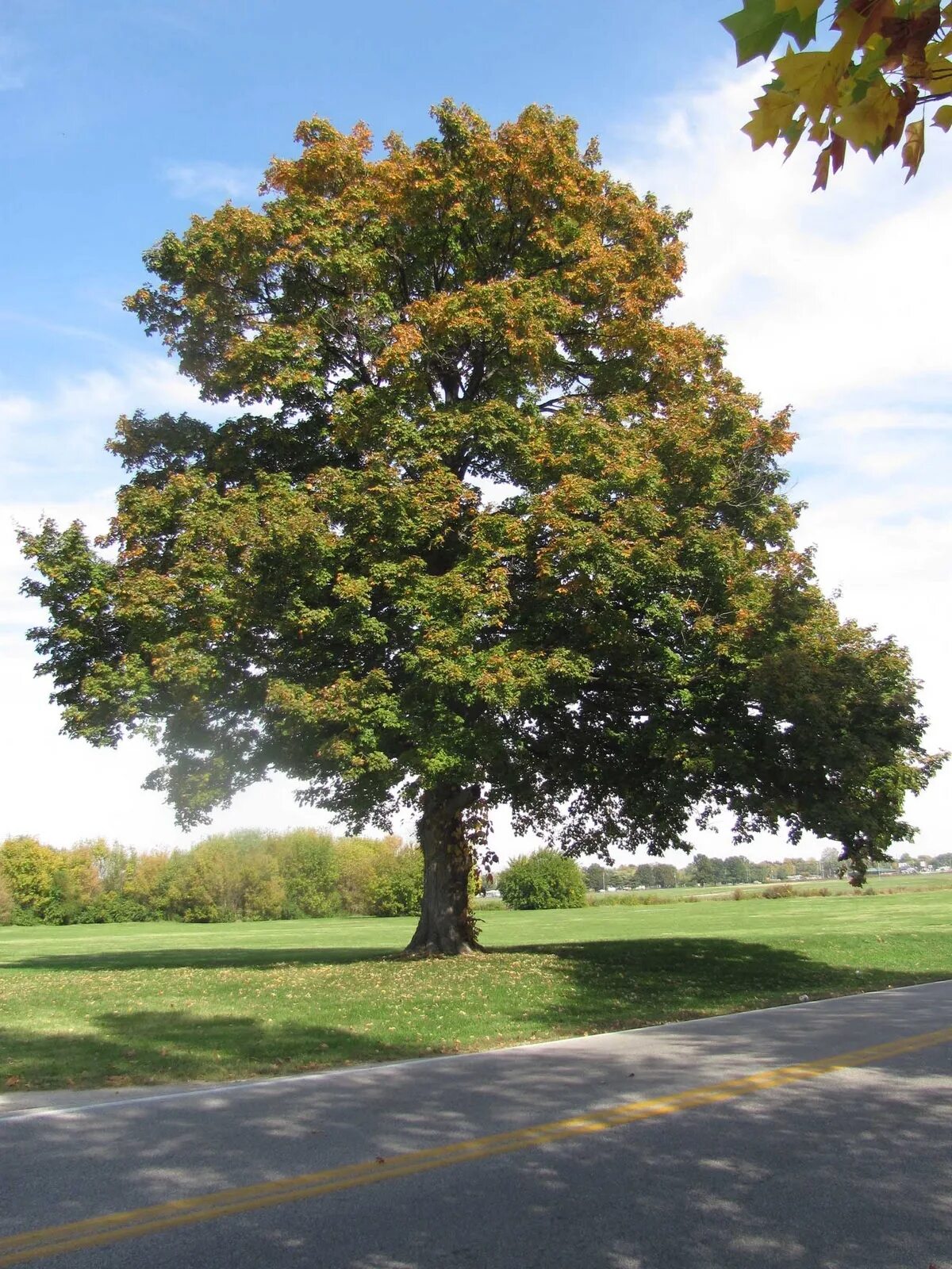 The tree is big