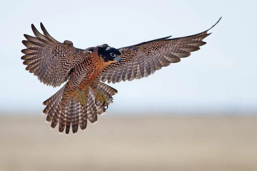 Сокол Сапсан. Сокол Сапсан птица. Хищные птицы Сокол Сапсан. Сокол Сапсан фото. Fastest bird