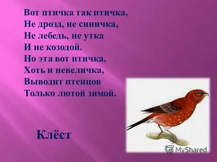 Не птица а