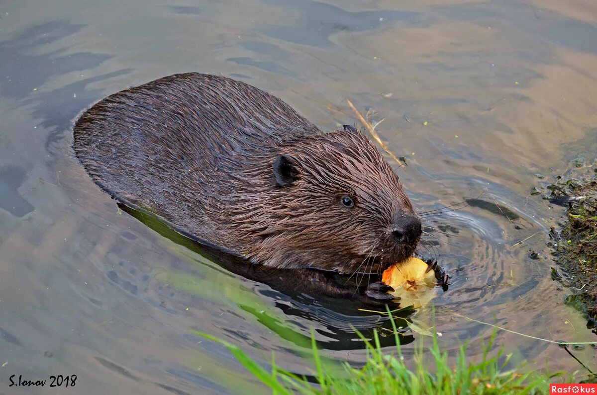 бобры на реке. канадский бобр. бобр 11. бобр 11. нижегородский бобр.