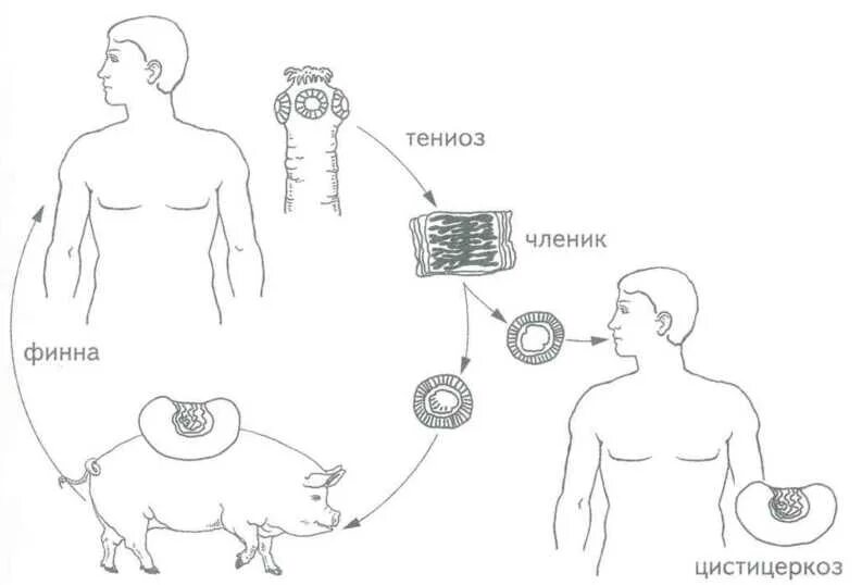 Какая стадия свиного цепня разовьется в человеке. Ленточные черви свиной цепень жизненный цикл. Жизненный цикл свиного цепня схема. Свиной цепень жизненный цикл. Свиной цепень жизненный цикл цистицеркоза.