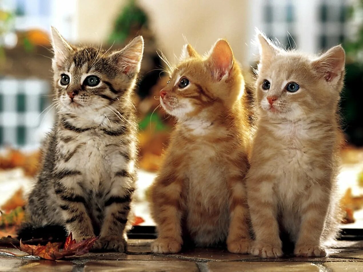 Нет 3 кошки. Три котика. Котята. Смешные котята. Трое котят.