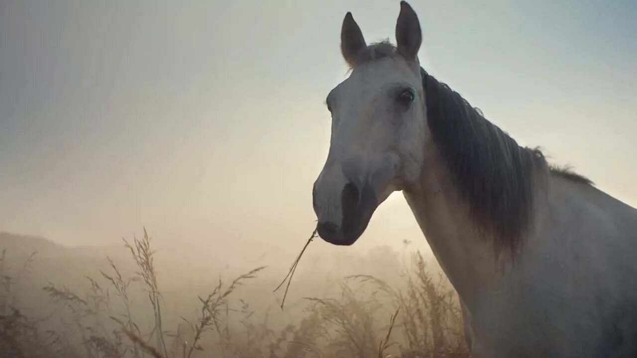 Видео про коне. Беспокойная лошадь. Крутой видеоролик с лошадью. Двуногий конь.