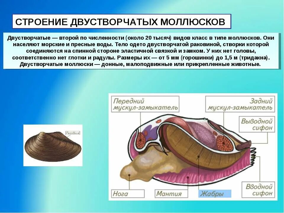 Моллюсков 5 класс. Двустворчатые моллюски строение раковины. Строение раковины класс двустворчатые. Строение строение двустворчатого моллюска. Двустворчатые моллюски строение Мидия.