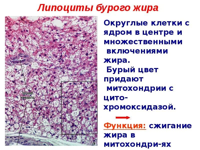 Липоциты. Липоцит гистология. Липоциты бурого жира. Клетки липоциты. Липоциты строение.