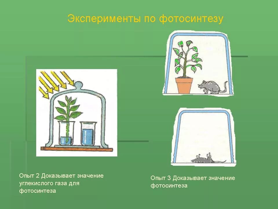 Опыт изображенный на рисунке служит доказательством фотосинтез. Опыты по фотосинтезу. Опыты доказывающие фотосинтез. Опыт по биологии фотосинтез. Опыт показывающий фотосинтез.