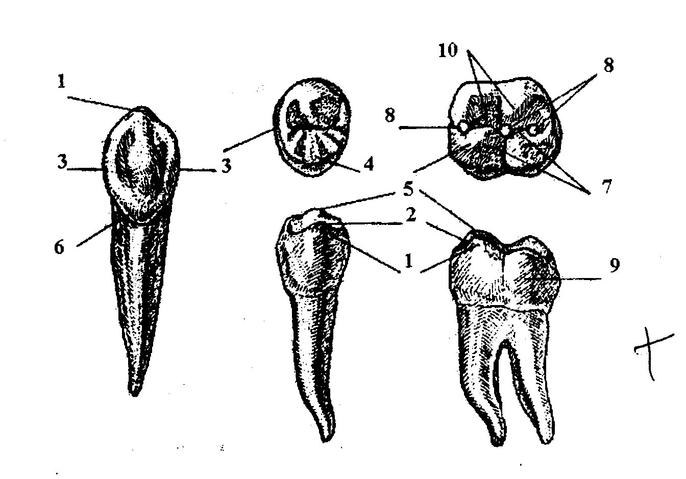 Зуб 3.6 анатомия коронки. Бугорки коронки зуба анатомия. Краевые гребешки премоляры. Анатомия зубов бугорки.