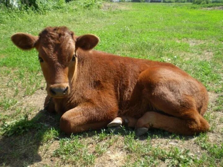 Холмогорская порода коров. Корова ватусси. Шортгорнская порода коров. Бельгийская голубая порода быков. Бык "абердин-ангус".