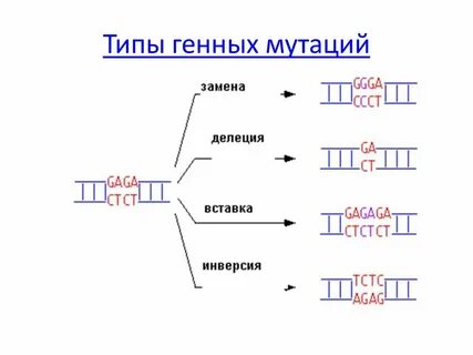 Удвоение нуклеотидов в гене
