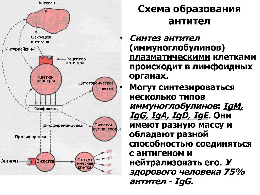 Антитела после иммуноглобулина. Особенности синтеза антител биохимия. Схема образования антител. Механизм выработки антител. Способностью синтезировать антитела обладают.