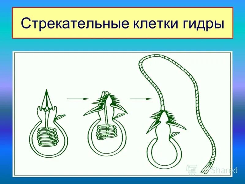 Стрекательная клетка состоит из. Стрекательные клетки кишечнополостных. Стрекательные клетки гидры. Строение стрекательной клетки. Стрекательные клетки характерны.