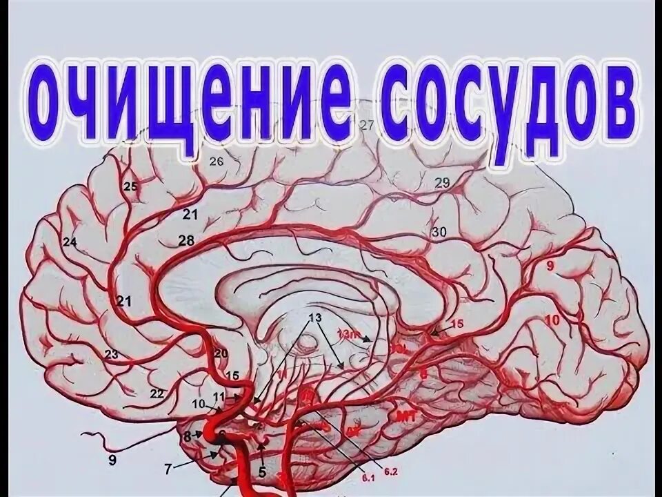 Как вылечить сосуды головного. Чистка артерий и сосудов. очистка сосудов головного мозга дома. чистка сосудов головы.