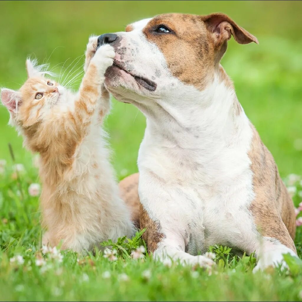 Dog and cat playing. Кошки и собаки. Счастливые собаки и кошки. Счастливая собака. Кошка и собака на природе.