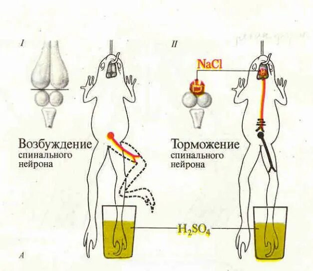 Опыт Сеченова торможение спинальных рефлексов. Центральное торможение опыт Сеченова физиология. Центральное торможение опыт Сеченова схема. Опыт Сеченова с лягушкой центральное торможение.