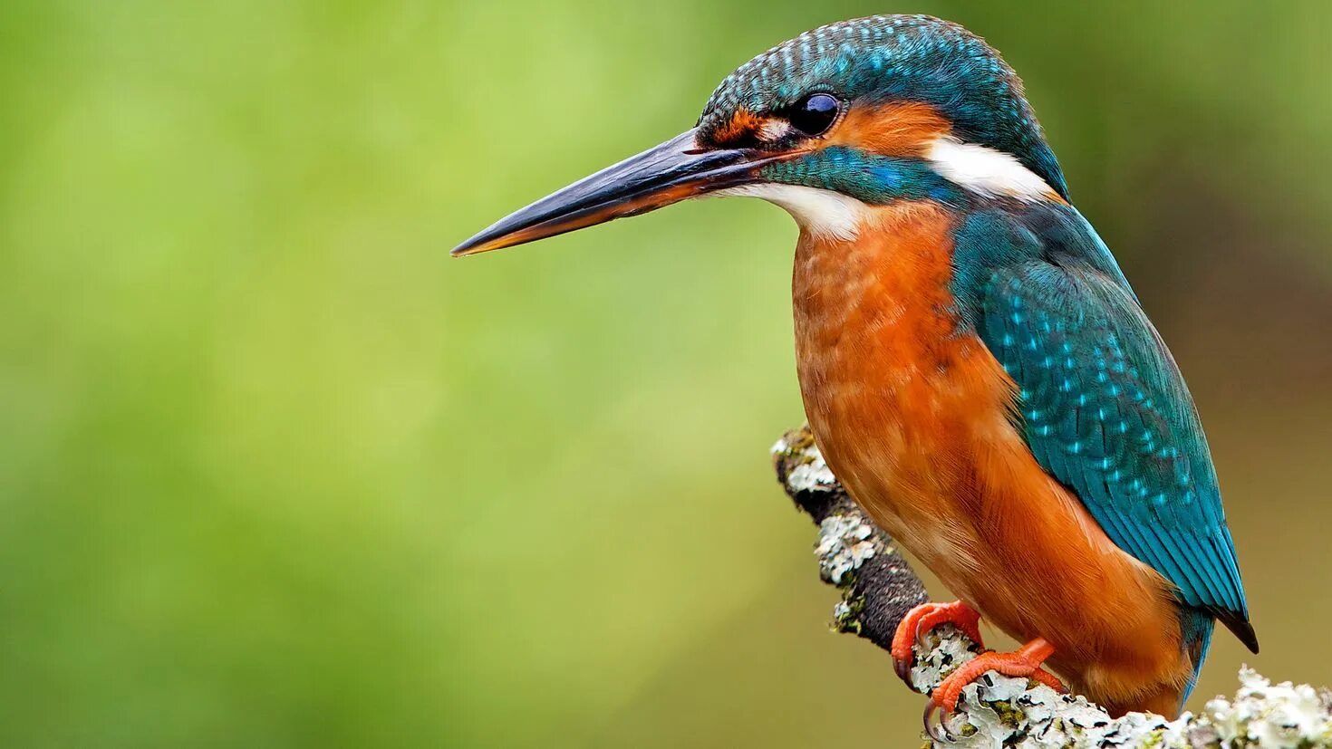 Индокитайский павлин. Как называется птица животные. Краснокнижные утки мандаринки. «утка мандаринка (aix galericulata. Утка мандаринка в крыму.