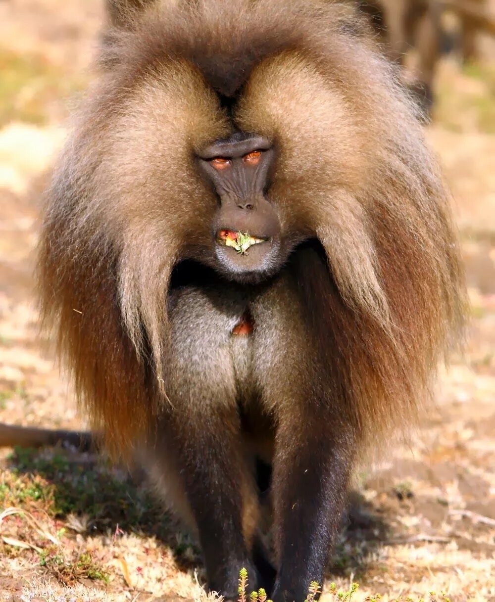 Бабуин Гелада. Павианы гелады. Гелада обезьяна. Эфиопский Бабуин гелад.