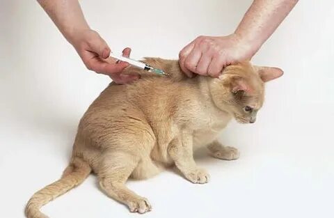 Уколы коту на дому